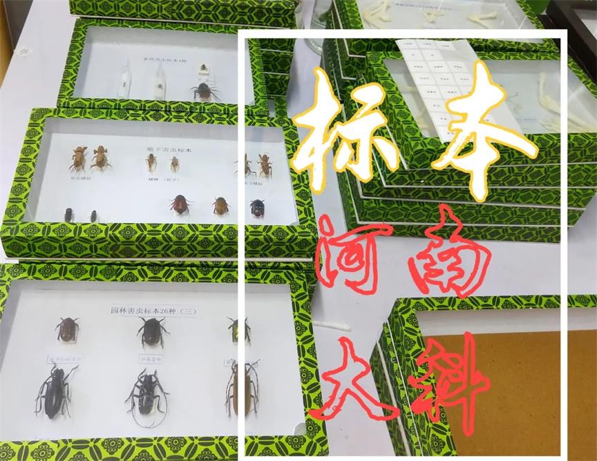 簡(jiǎn)單制作生物標(biāo)本、切片的方法